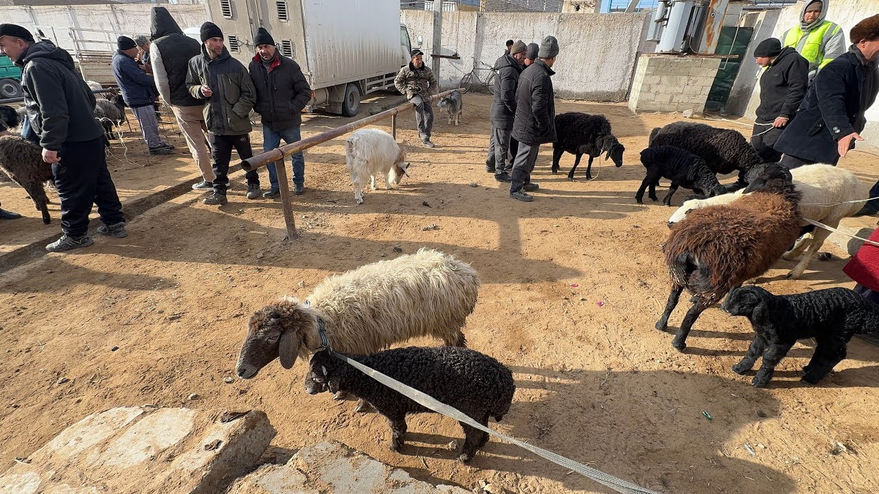 ХАЗОРАСП КУЙ КУЧКАР БОЗОР НАРХЛАРИ 15-март 2026г