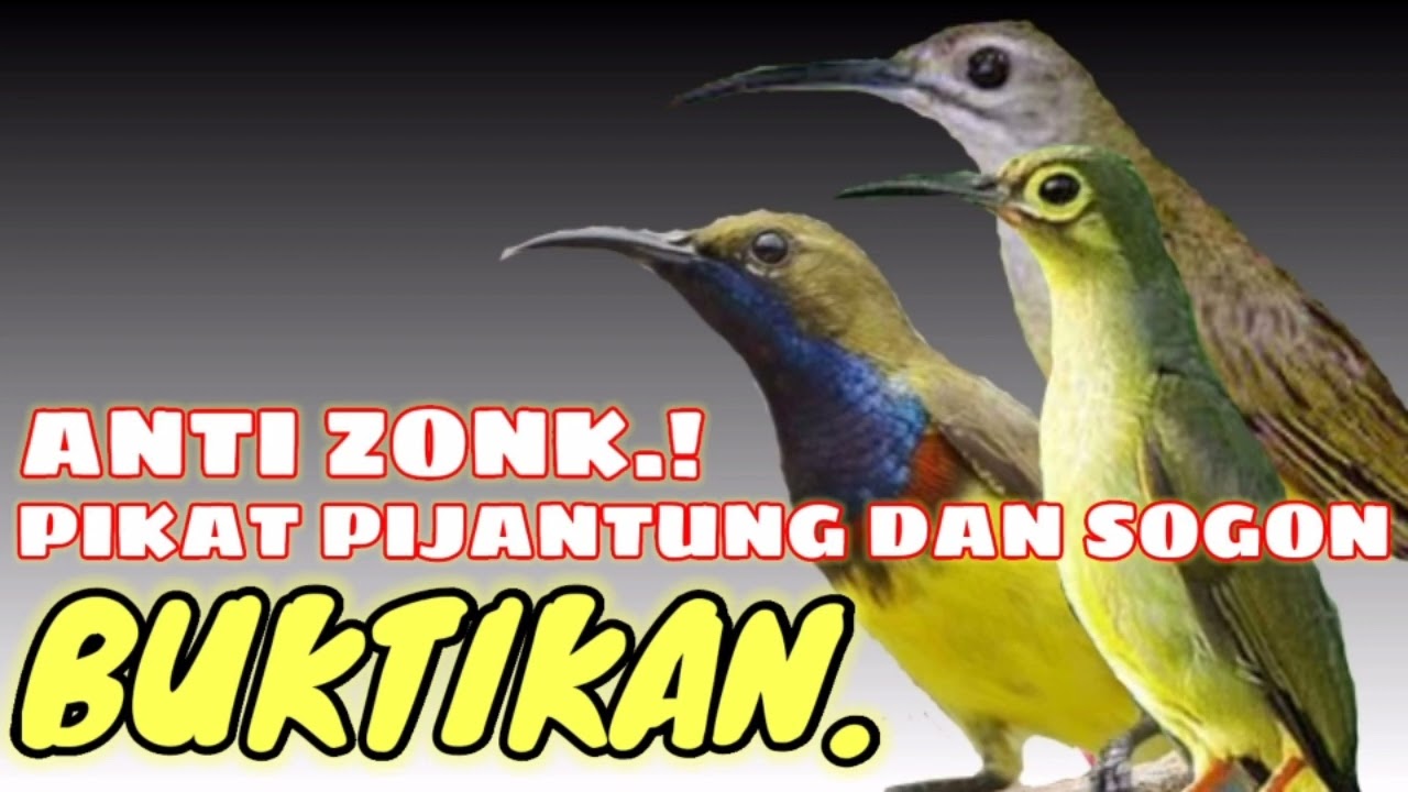 SUARA PIKAT SOGON DAN PIJANTUNG. ANTI ZONK.!
