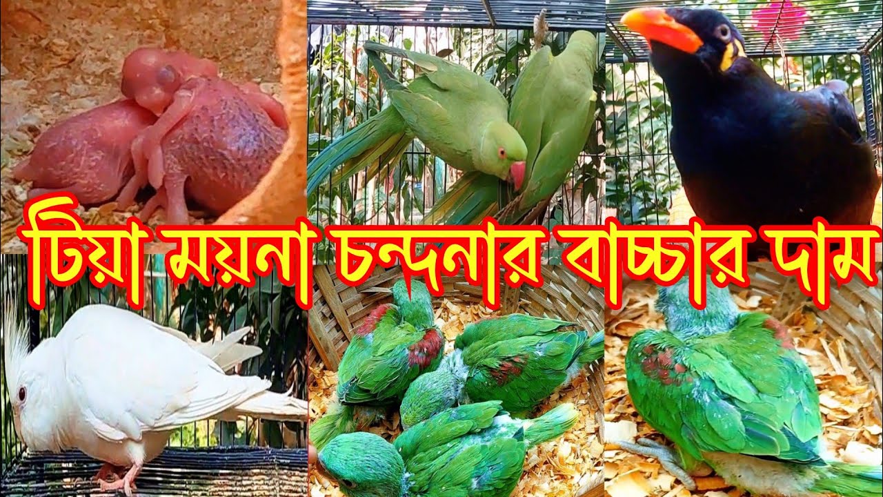 টিয়া পাখি ময়না পাখির দাম || পাকিস্তানি চন্দনা টিয়া বাচ্চার দাম || alexander baby parrot 2026