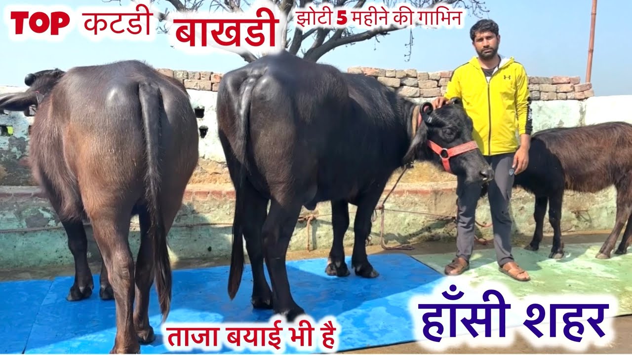 Top बाखड़ी झोटी 5 महीने की गाभिन नीचे कटडी है और शानदार खीरी कटडी है और ताजा बयाई भी है 