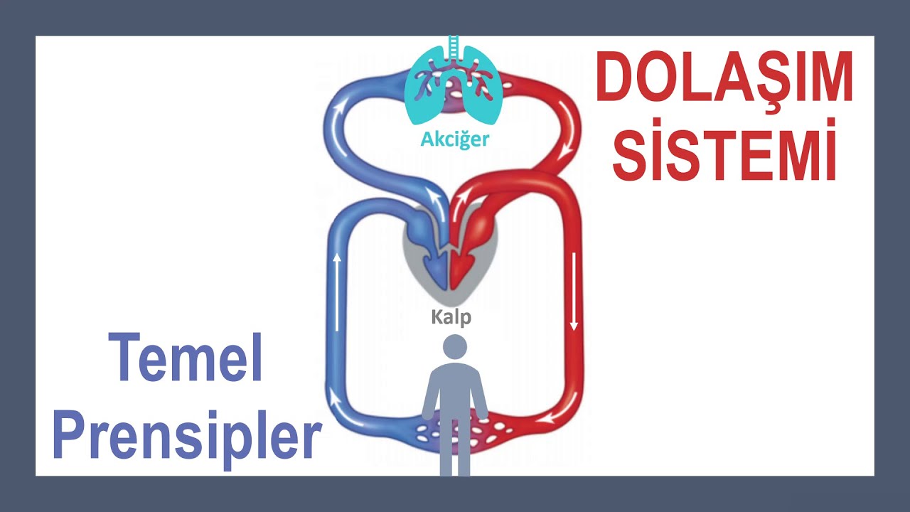 Dolaşım Sistemi