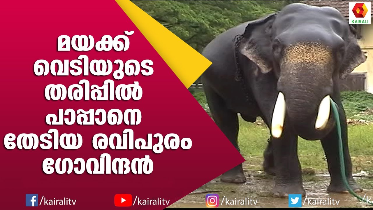 മറ്റുള്ളവരുടെ പേടിസ്വപ്നമായിരുന്ന രവിപുരം ഗോവിന്ദനെ ഏറ്റെടുത്ത രവി | E for Elephant  Kairali TV