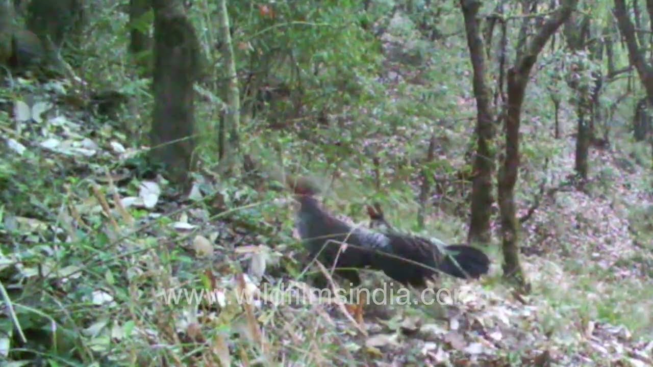 Male Kalij Pheasant fighting for female attention, during breeding and courtship season at Motidhar