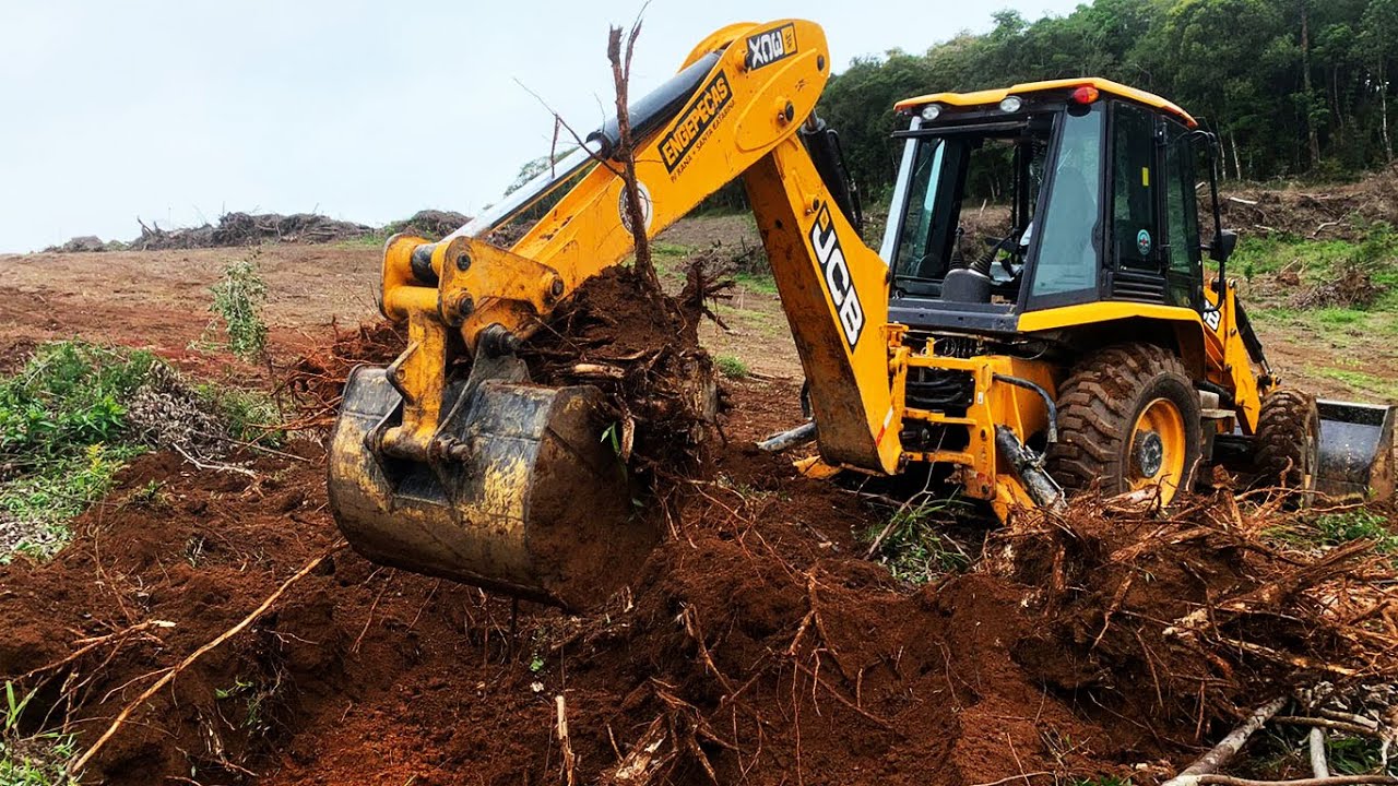 Retroescavadeira JCB 3cx destoque de toco de Eucaliptos! Ep. 15