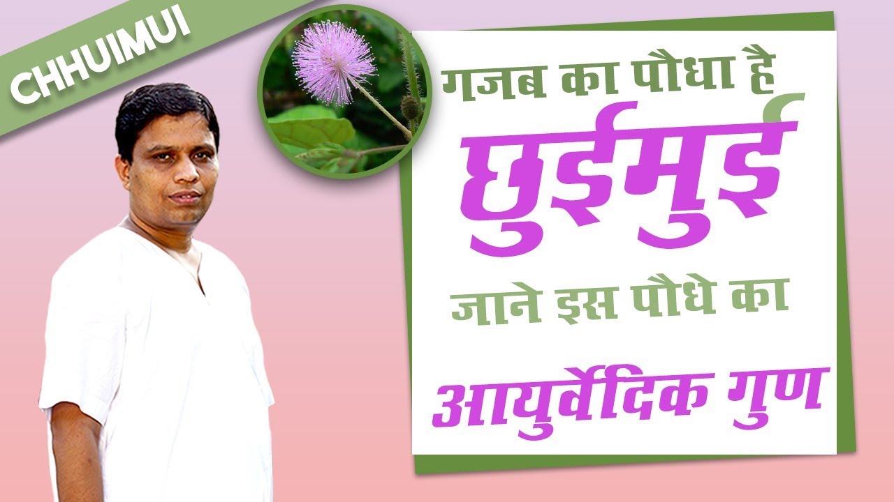 गजब का पौधा है छुईमुई (Chhuimui) जाने इस पौधे का आयुर्वेदिक गुण | Acharya Balkrishna