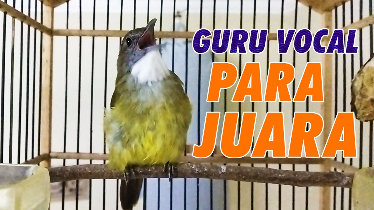 MASTERAN CUCAK JENGGOT GACOR FULL TEMBAKAN SUPER KASAR COCOK UNTUK MURAI BATU