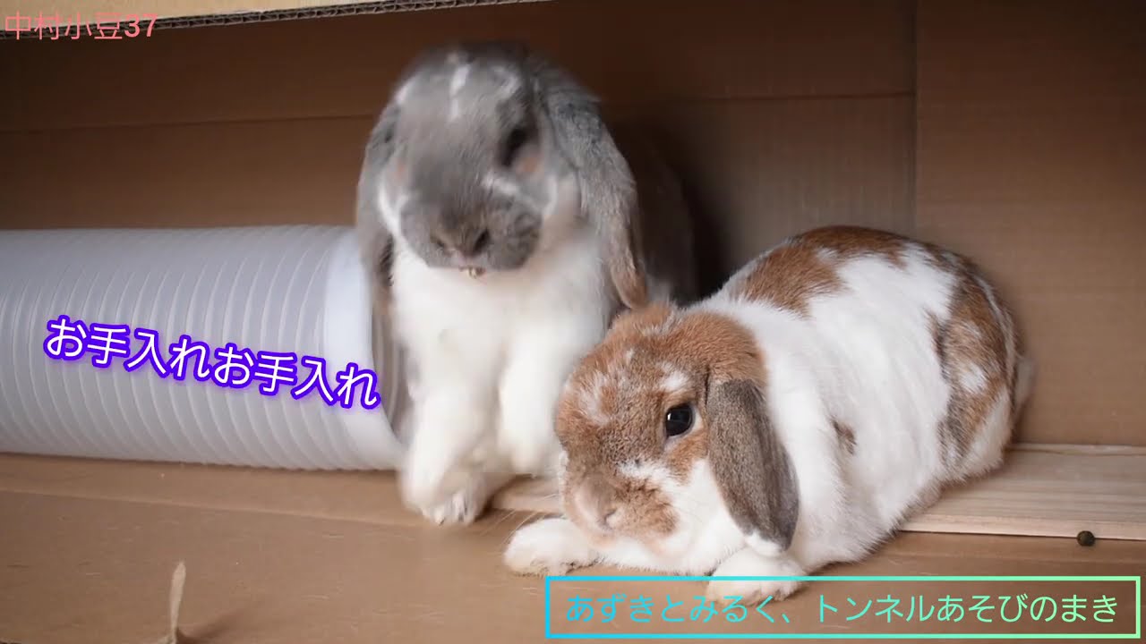 【Holland lop ear rabbit】Azuki’s daily life 37　　中村小豆37｢あずきとみるく、トンネルあそびのまき｣
