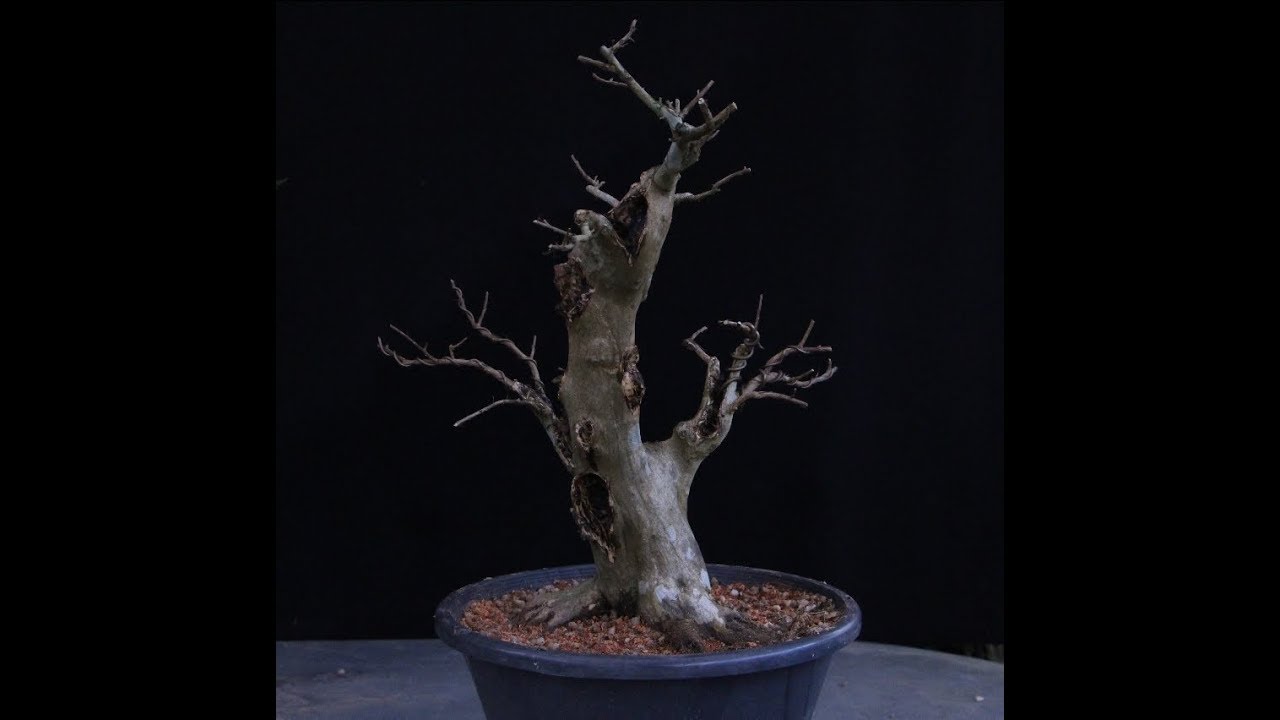 Reseda Técnica de cultivo como bonsai
