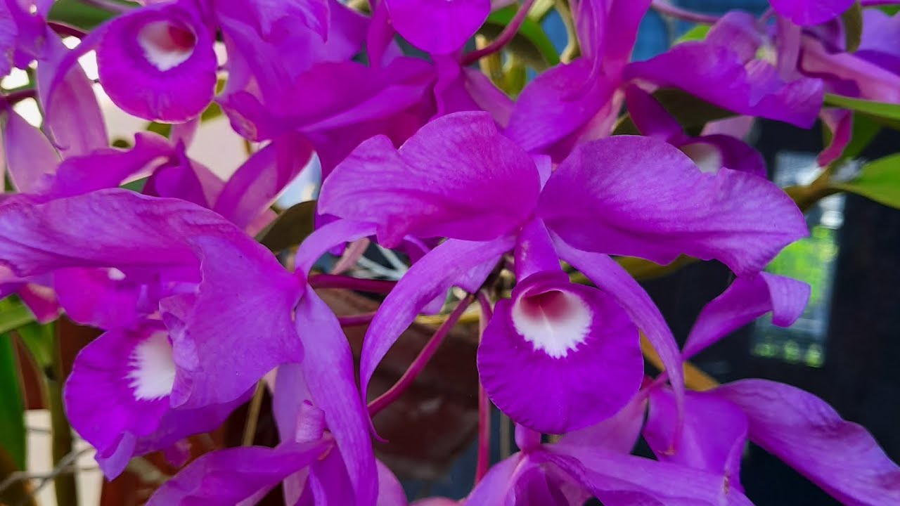 Orchid garden, April blooms. @orchidnewbee8786