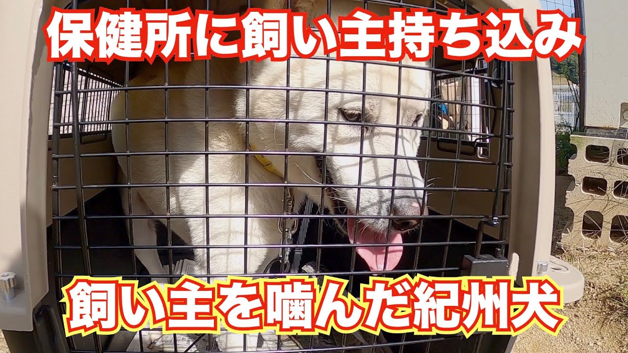 【保健所に捨てられた噛む紀州犬】一度噛まれたぐらいで飼育放棄するなら紀州犬飼わないで！
