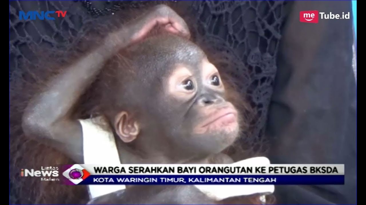 Penjual Kain Keliling Serahkan Bayi Orangutan ke Pihak BKSDA Kalimantan Tengah - LIM 15/02