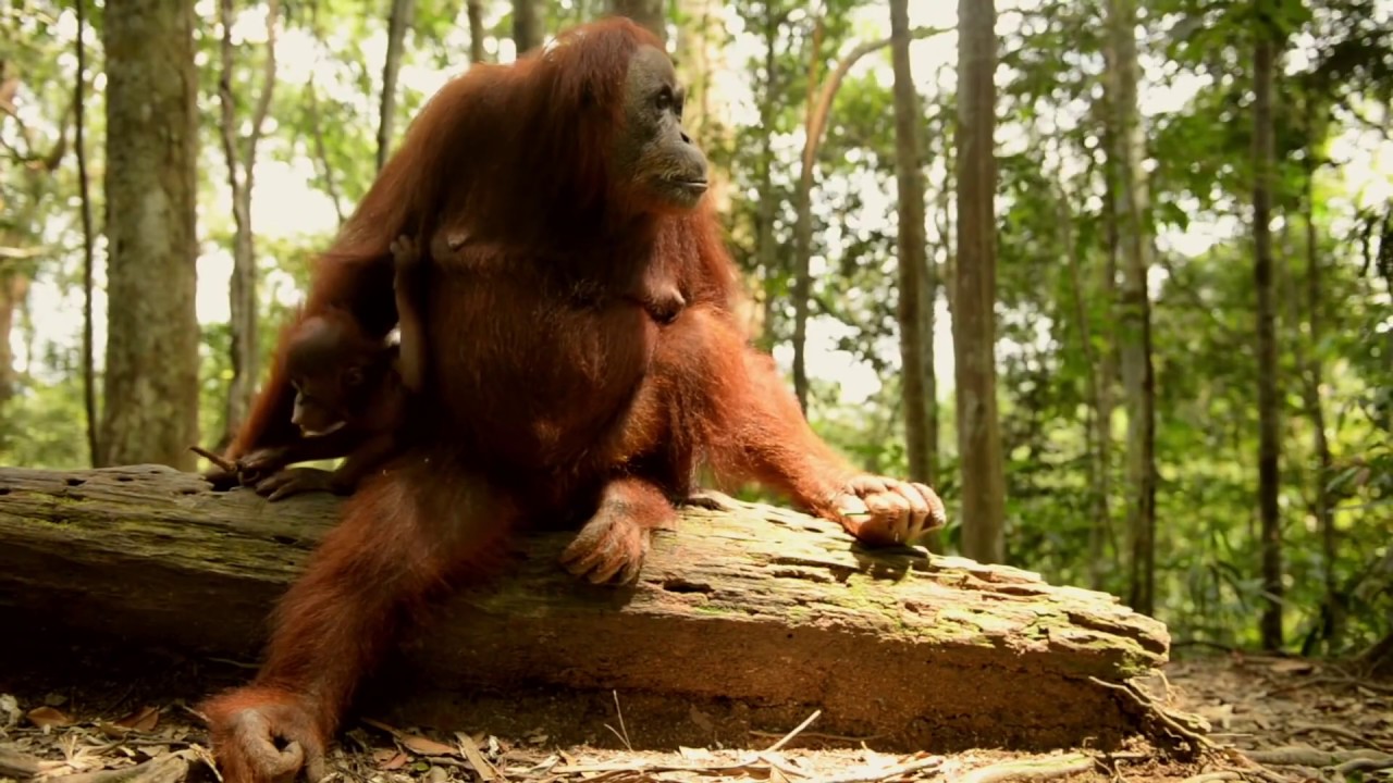 PWB Minutes: Orangutan Information Centre