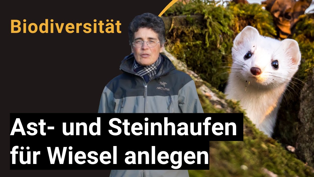Ast- und Steinhaufen anlegen - Kleinstrukturen als Lebensraum für Wildtiere speziell für Wiesel