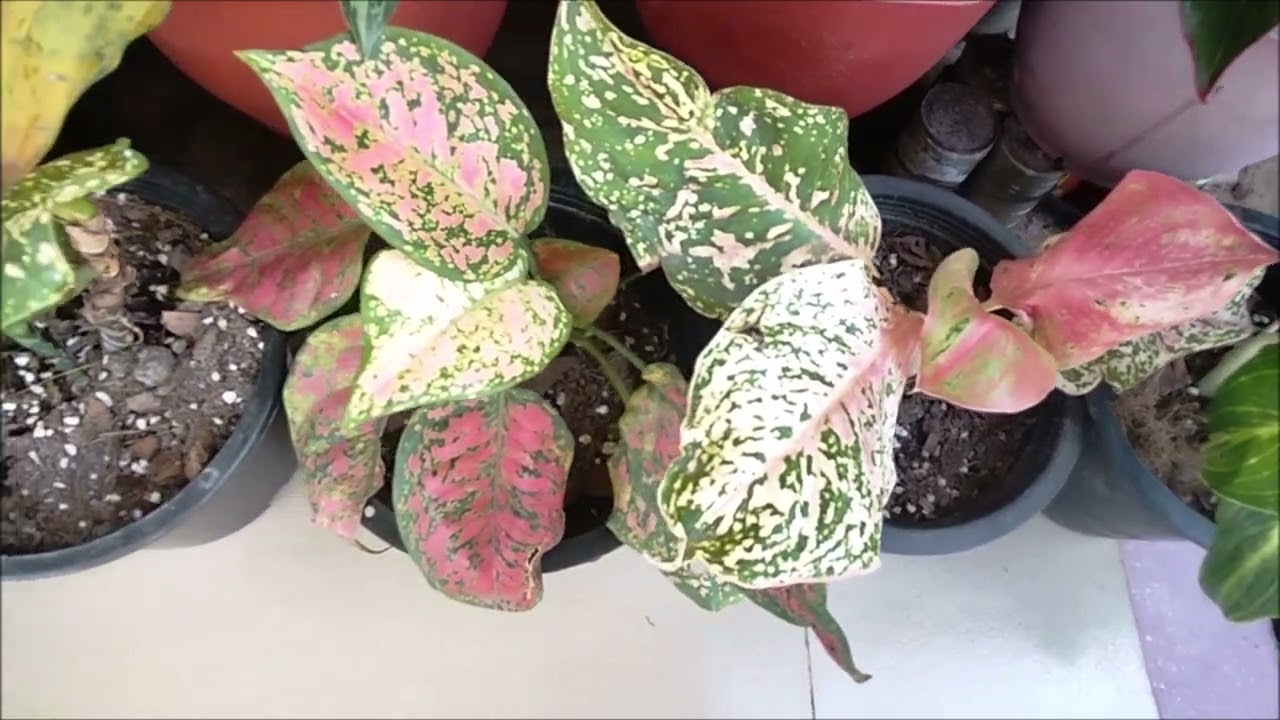 RANDOM UPDATES OF MY PLANT COLLECTIONS