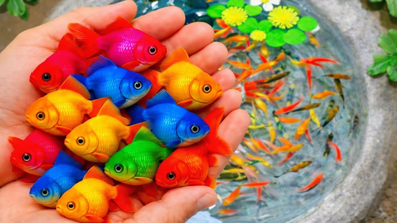 Catch beautiful aquarium fish in small pond baby turtles, eel, koi, carp, pencil fish, tiger catfish