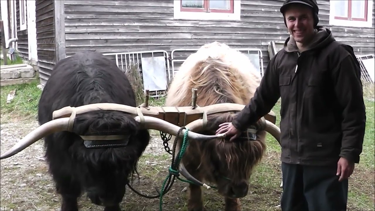 ox training