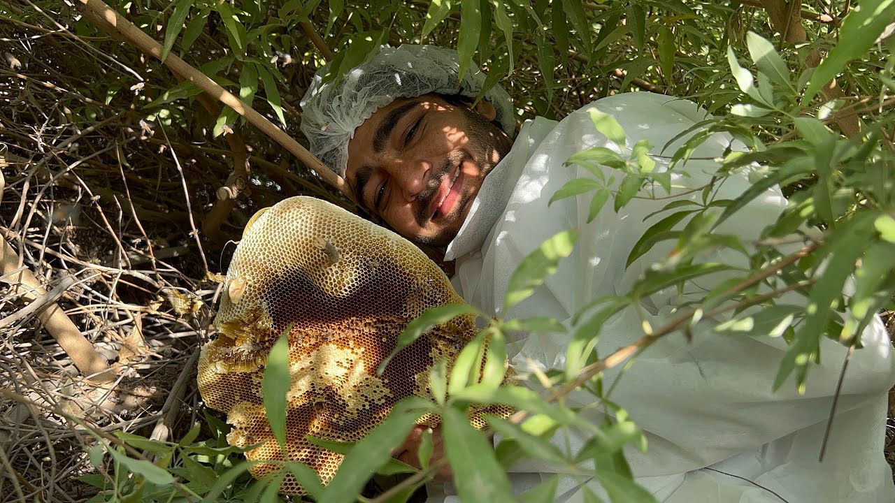 Natural Wild Honey Harvesting by safely and Traditional Hunters | Real Forest Honey Collection