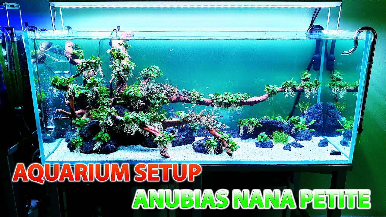 Aquarium Setup in 2 Day full Anubias Nana Petite - Live Planted Fish Tank