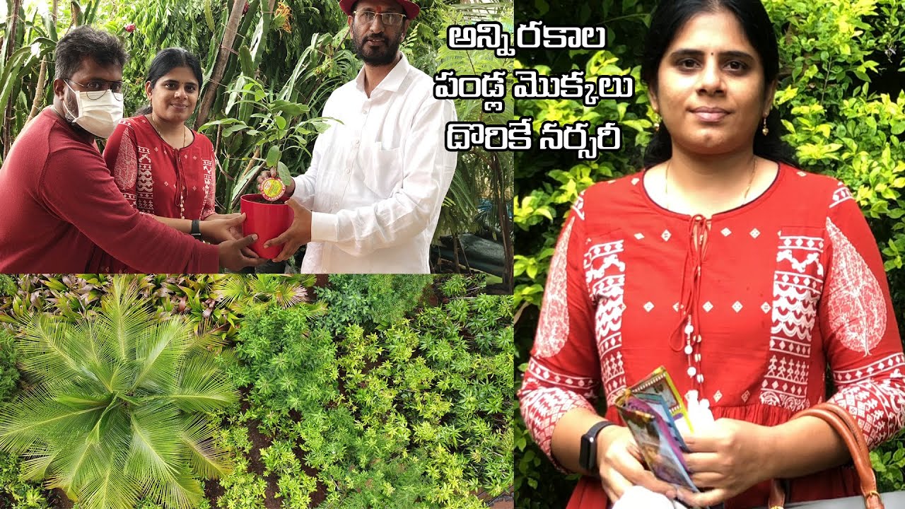 అన్ని రకాల పండ్ల మొక్కలు దొరికే నర్సరీ||Ganga Nursery, Sangareddy||B like Bindu