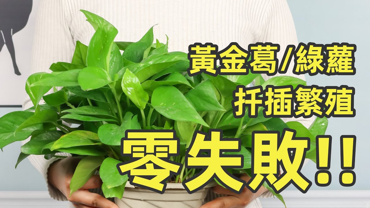 黃金葛扦插繁殖 / 綠蘿（詳細步驟）