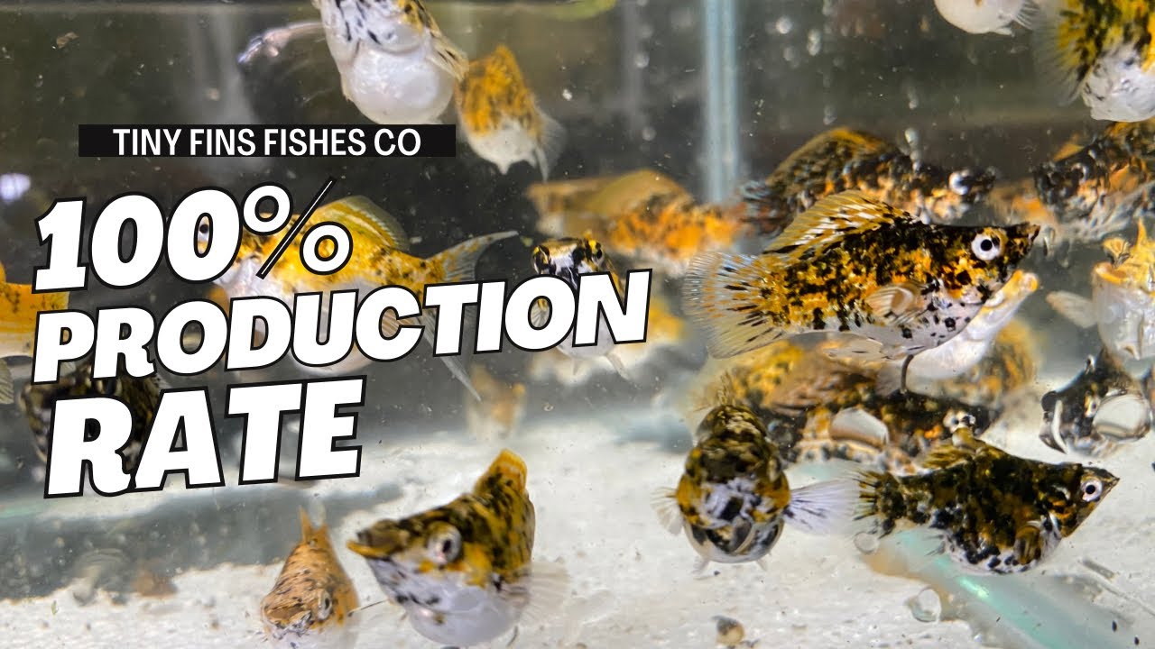 How to breed 24k Balloon Highfin Lyretail Mollies | Complete Guide | Quick & Easy Setup!