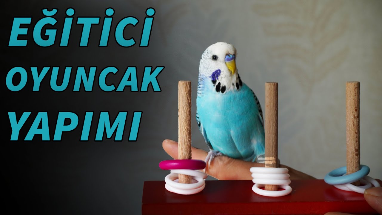 Muhabbet Kuşu Eğitici Oyuncak yapımı, Halkalı Kuş Oyuncakları