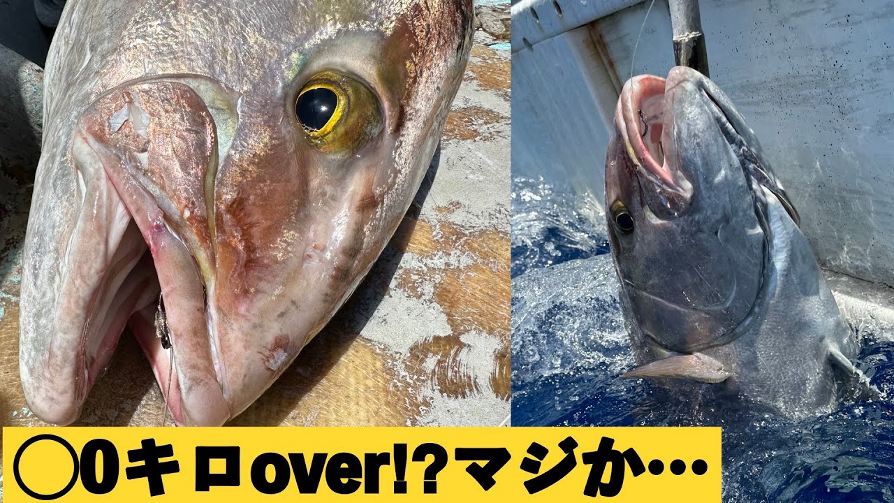【カンパチジギング】ドラグ止まらん！20kg超の本カンパチ浮上!!エビング？泳がせ？【小笠原 父島 ぎょうてん丸】Slow pitch Deep Amberjack Jigging