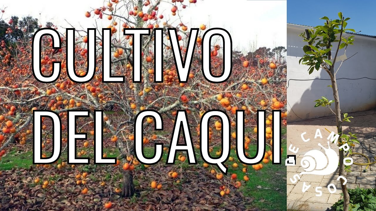 Cultivo del Caqui.