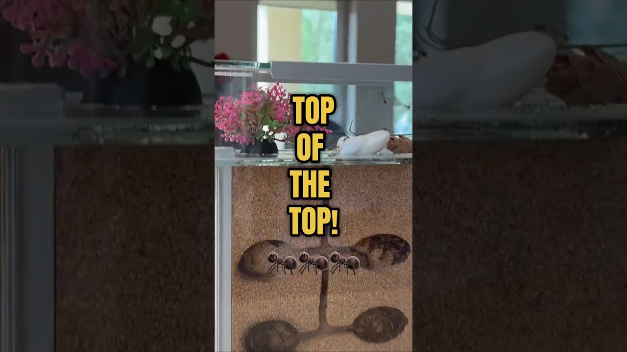 Camponotus maculatus subnudus w formikarium Tower 🐜 Tak rozwija się kolonia mr&oacute;wek!