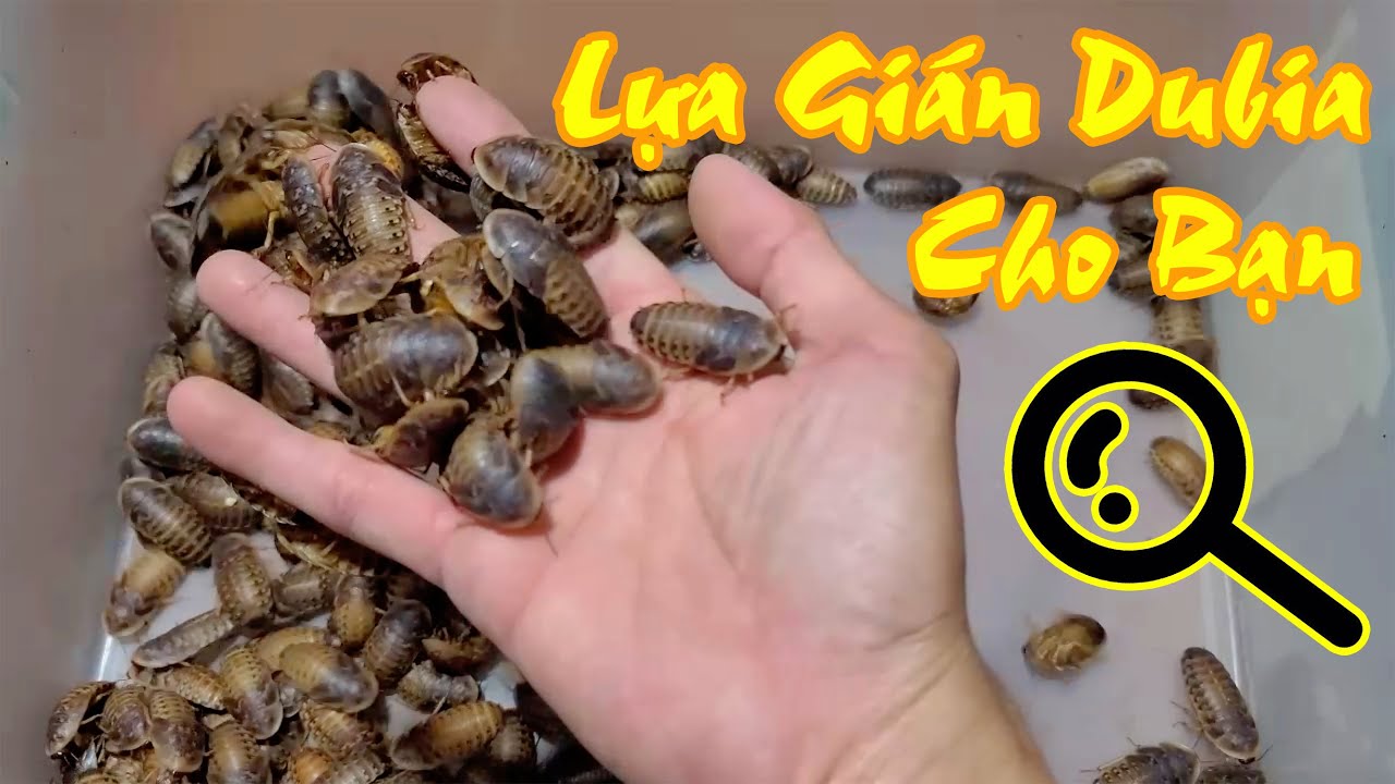 Ai Nói Gián Ghê? Cùng Mình Lựa Gián Dubia Nhé / Vũ Lê Channel