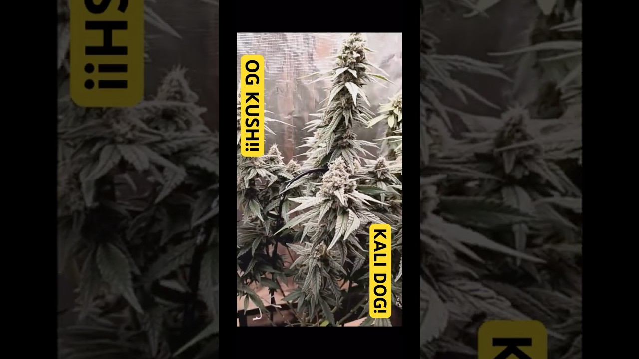 YIKES!! OG KUSH + KALI DOG!!!
