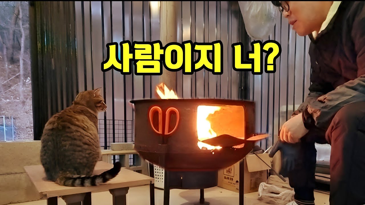 영하 10도 한파, 불멍 때리는 고양이