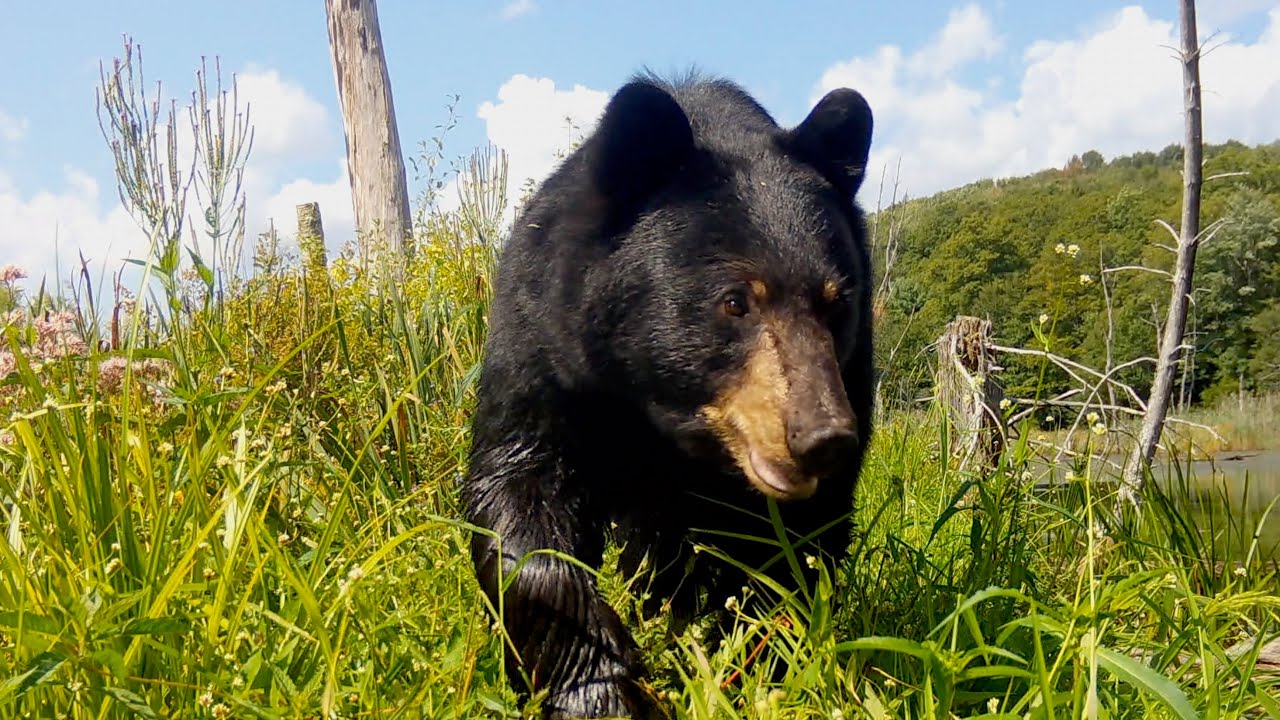 Best Trail Camera Highlights (2022) -- Washington, Massachusetts -- Berkshire County