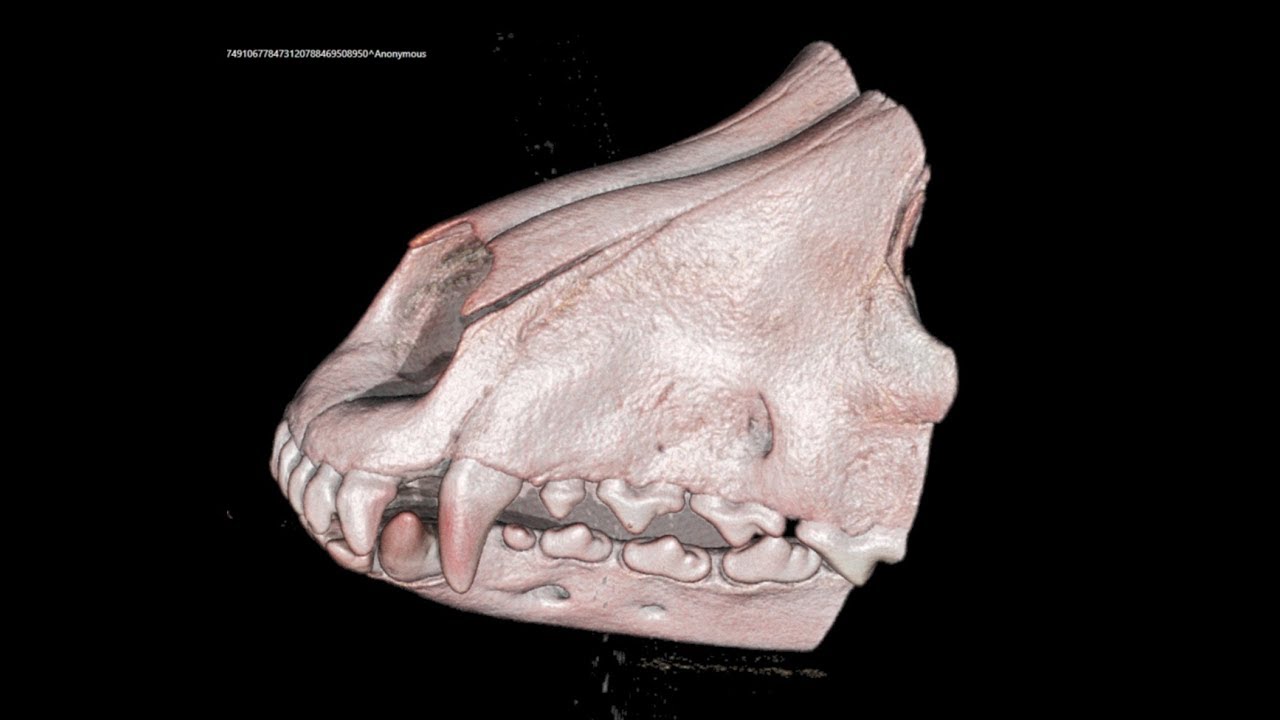 Is CBCT for Veterinarians 3D Imaging in Everyday Practice?