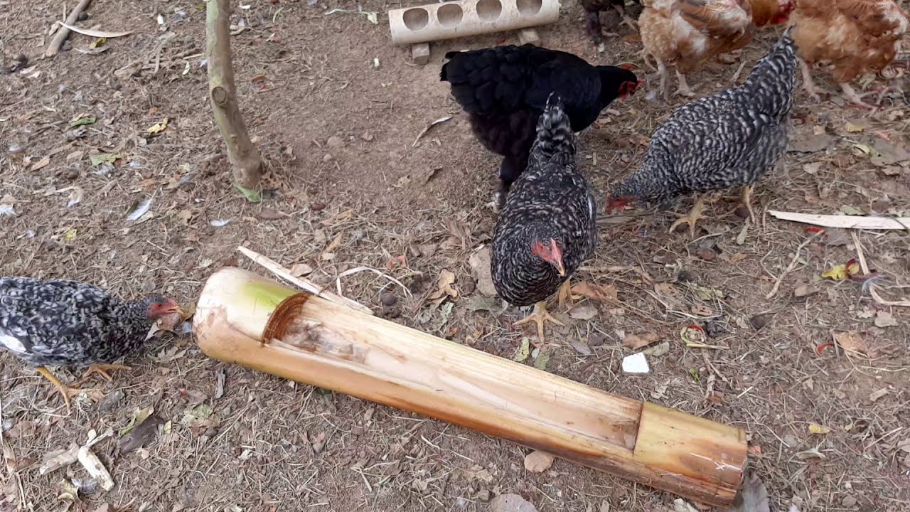 4 vermifico natural para prevenir  combater vermes e doenças  de varios animais