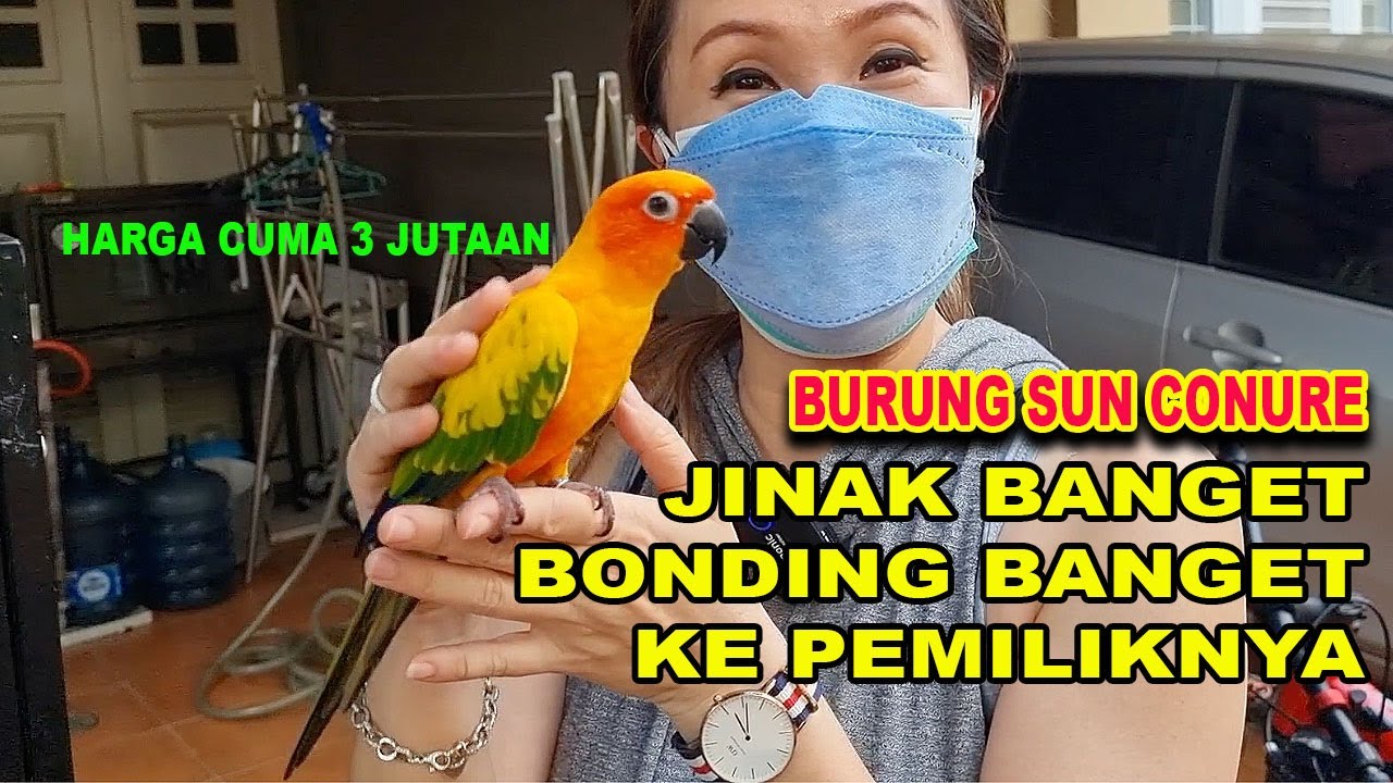 JINAK & BONDING BANGET KE PEMILIKNYA - BURUNG SUN CONURE
