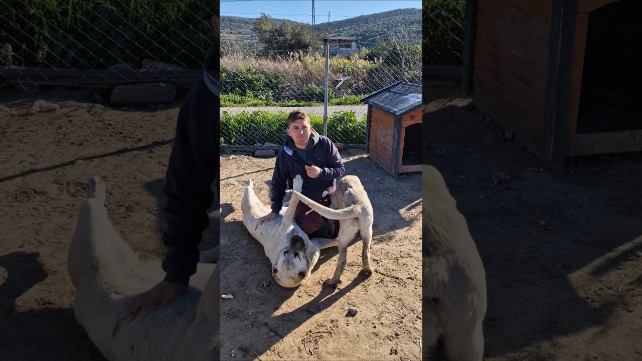 K&ouml;peklerimizi satın mı aldık, sahiplendik mi? #k&ouml;pek #anadolu&ccedil;oban #doğaday&uuml;ksel #keşfet #k&ouml;yhayatı