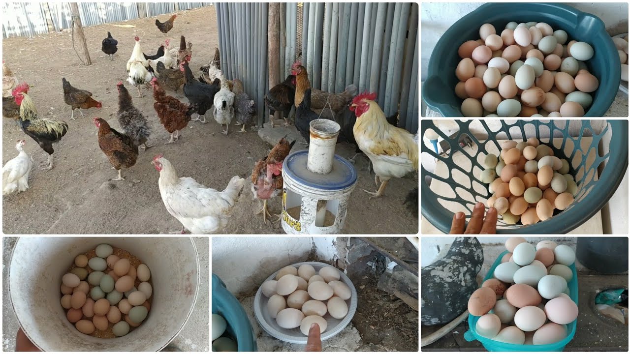 Colhendo muitos ovos na minha criação de galinhas no sítio 