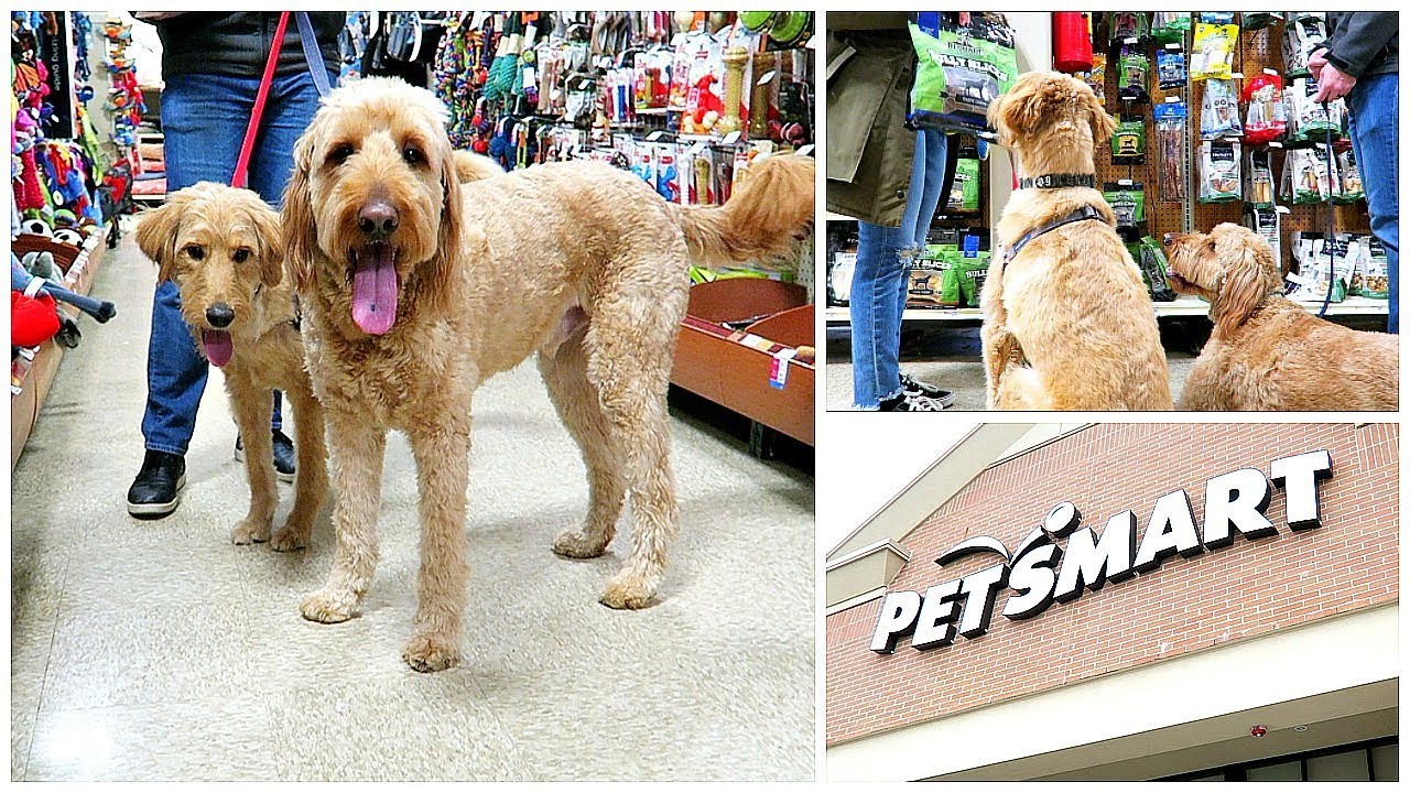 Dogs go SHOPPING at Petsmart (Jan 2020)
