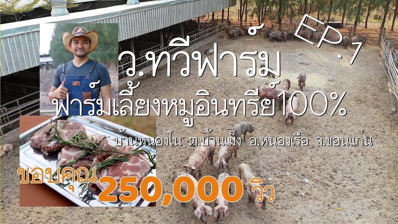 [EP.1] ว.ทวีฟาร์ม ฟาร์มเลี้ยง หมูอินทรีย์ 100% อ.หนองเรือ ขอนแก่น สุดยอด