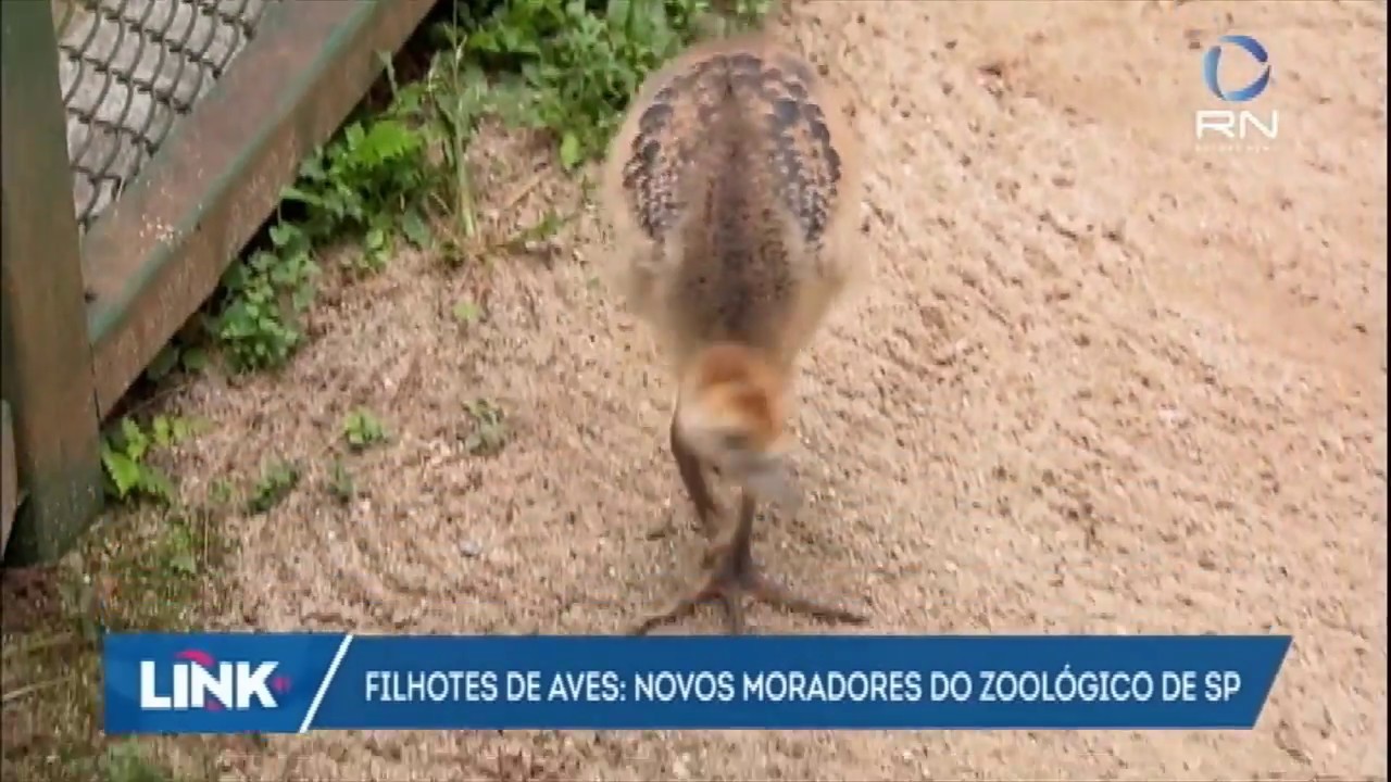 Conheça os filhotes de aves que serão atração no zoológico de São Paulo