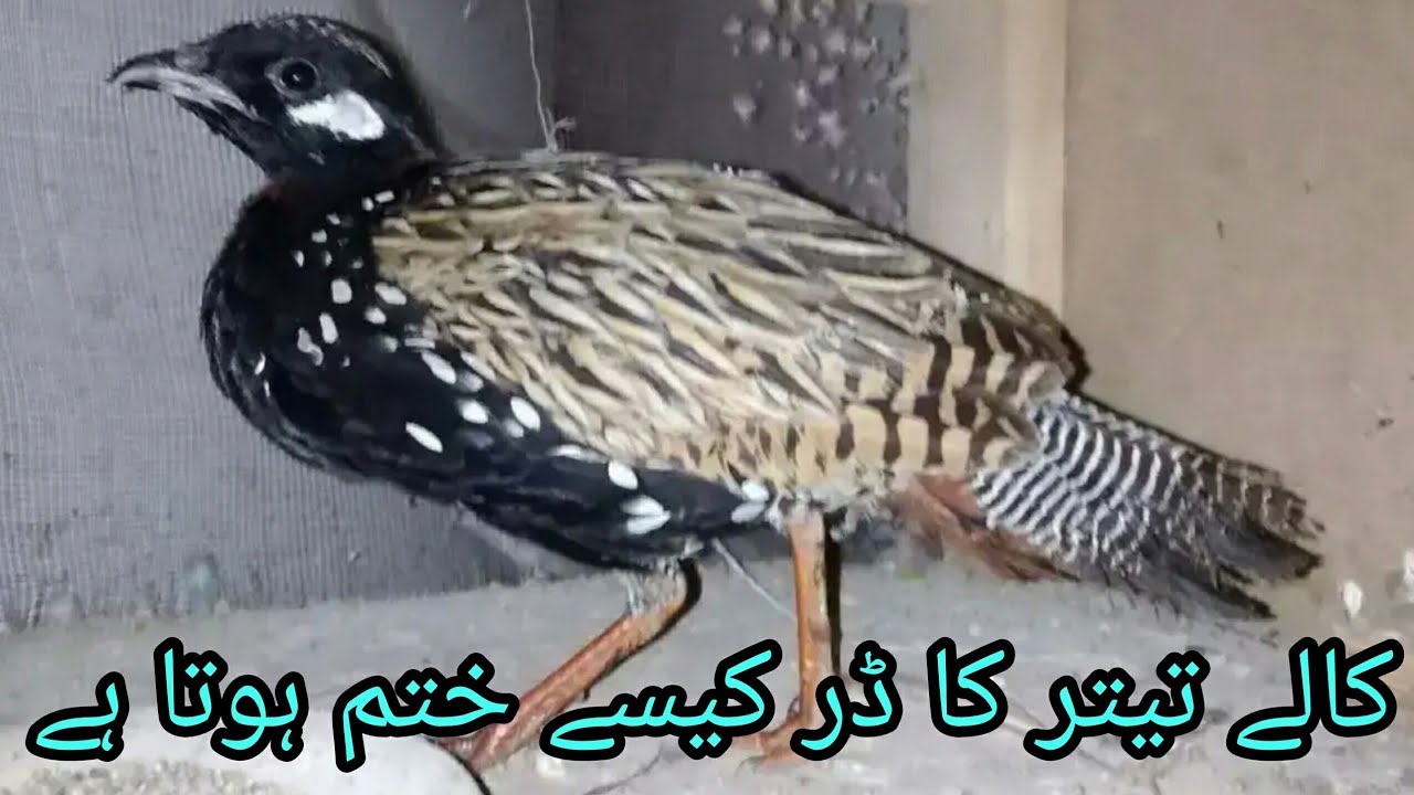 Kaly teetar ka dar kese khatam kiya jaye/ کالے تیتر کا ڈر کیسے ختم کیا جائے@Ejazbirdshaven