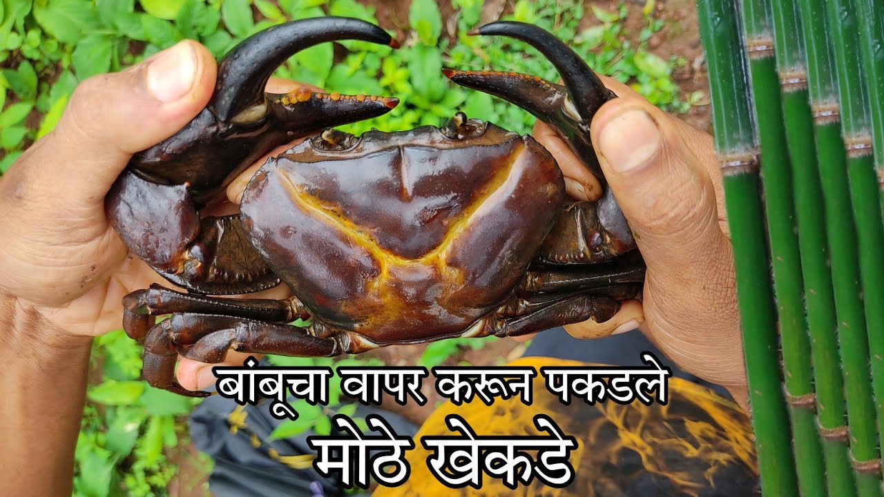 बांबूचा वापर करून पकडले मोठे खेकडे | Traditional Crab catching | #trending पद्धत |