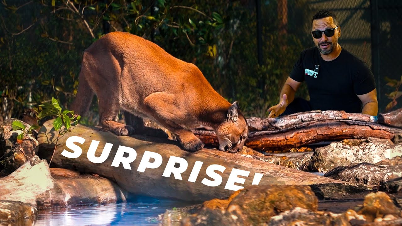 Building a Paradise for a MOUNTAIN LION! 🦁 Charley&rsquo;s New Home at Busch Wildlife Sanctuary