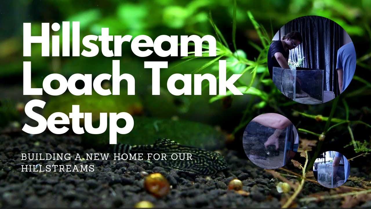 Hillstream Loach Tank Setup (For Breeding)