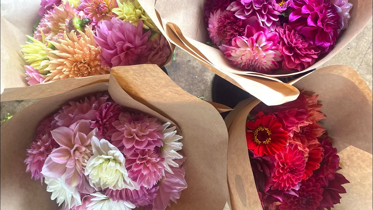 Hand tied bouquets with dahlias