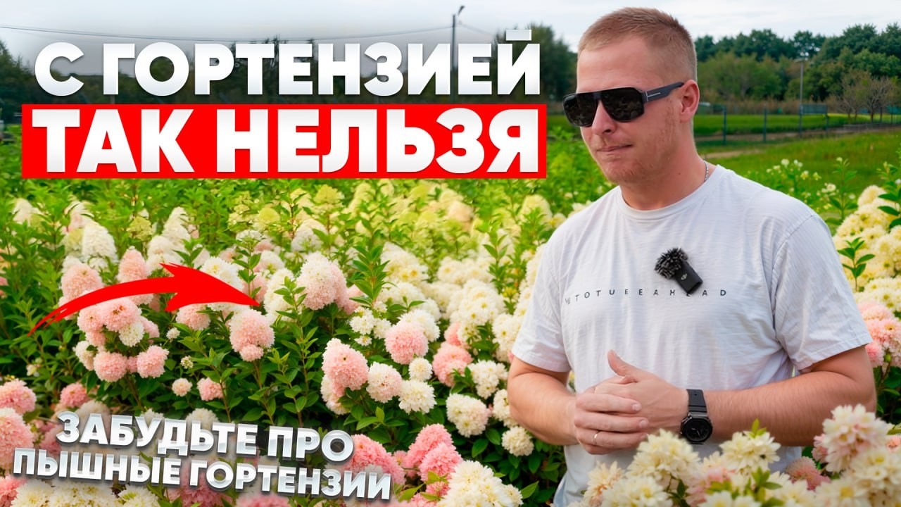 ПЫШНЫЕ ГОРТЕНЗИИ НЕЛЬЗЯ вырастить без этого (7 ошибок посадки и ухода)