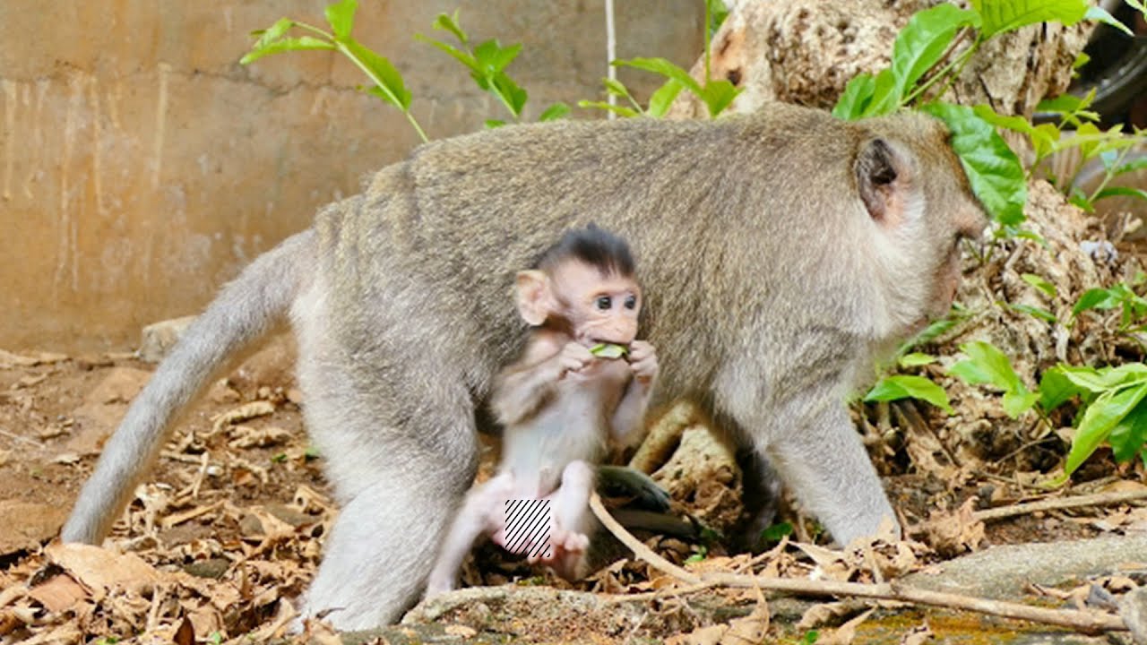 Monkey Emila Trying Again & Again To Weaning Her Tiny Emma But She Often Not Accepts What Emila Does
