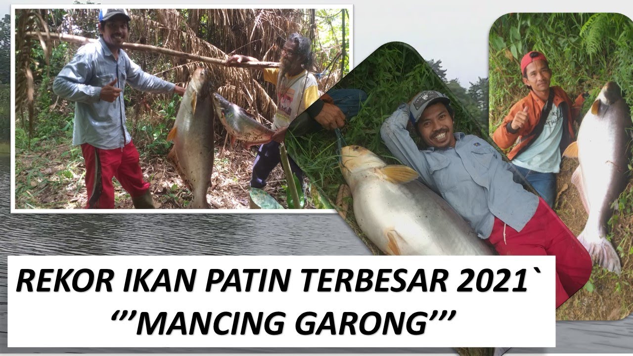 REKOR TERBARU 2021 PATIN TERBESAR   ''MANCING GARONG'''
