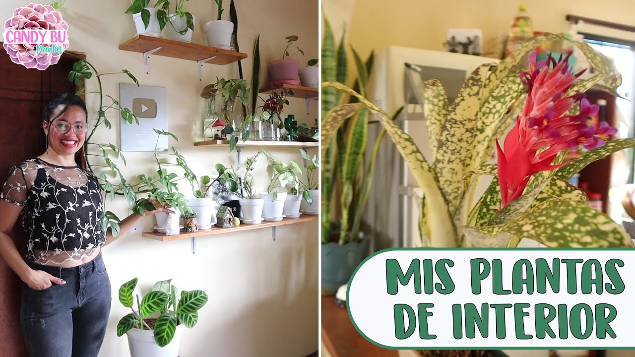 Tour por mis plantas de interior │Candy Bu